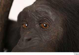 Chimpanzee Bonobo eye 0002.jpg